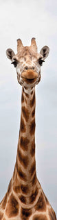 Lesezeichen Giraffe 3D