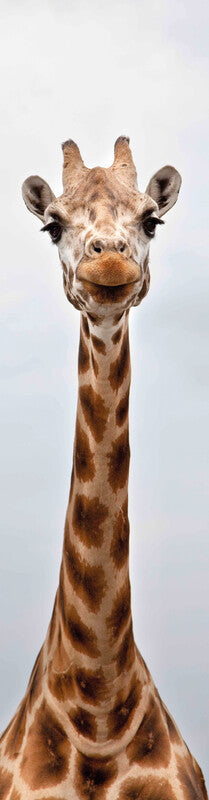 Lesezeichen Giraffe 3D - Bild 1