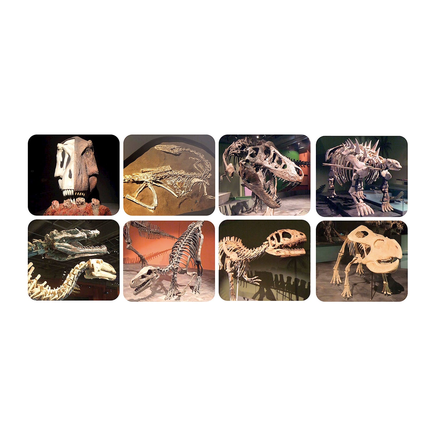 Projektor Taschenlampe Dinosaurier - Bild 7