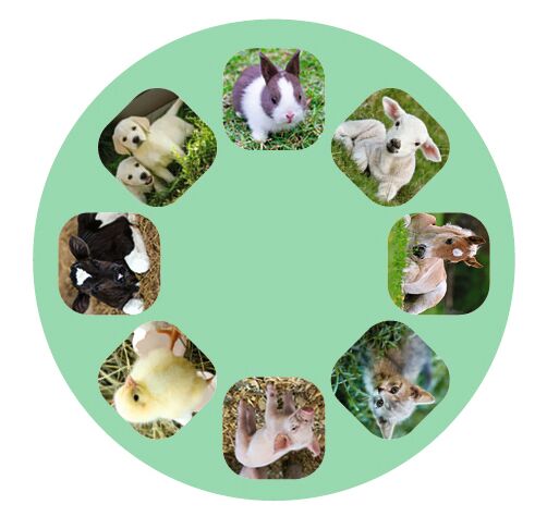 Projektor Siashow Tierbabys - Bild 5