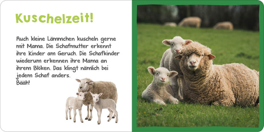 Hör mal rein! Mini : Das Lamm