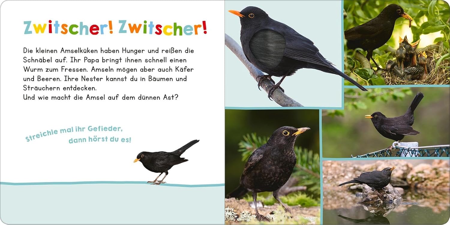 Hör mal rein, wer kann das sein?  Vögel - Bild 3