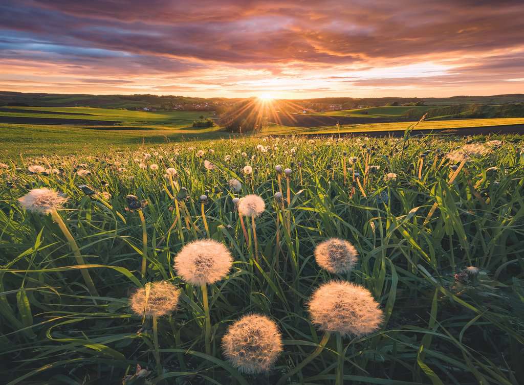 Puzzle 500 Teile Pusteblumen im Sonnenuntergang 00.592 - Bild 2