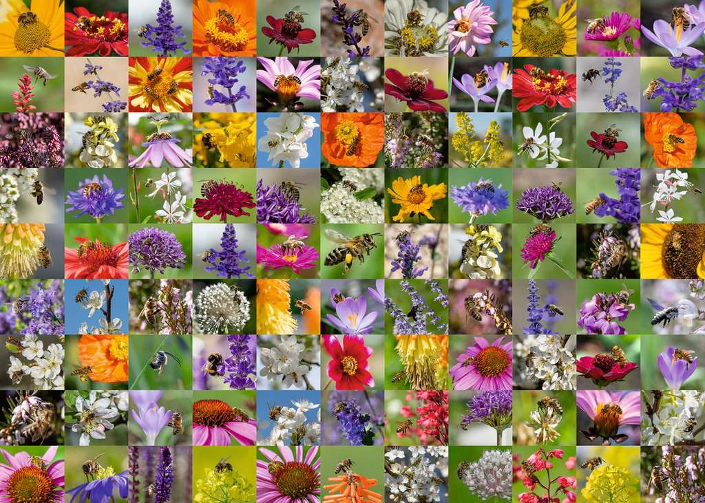 Puzzle 1000 Teile 99 Bienen 00.617 - Bild 2