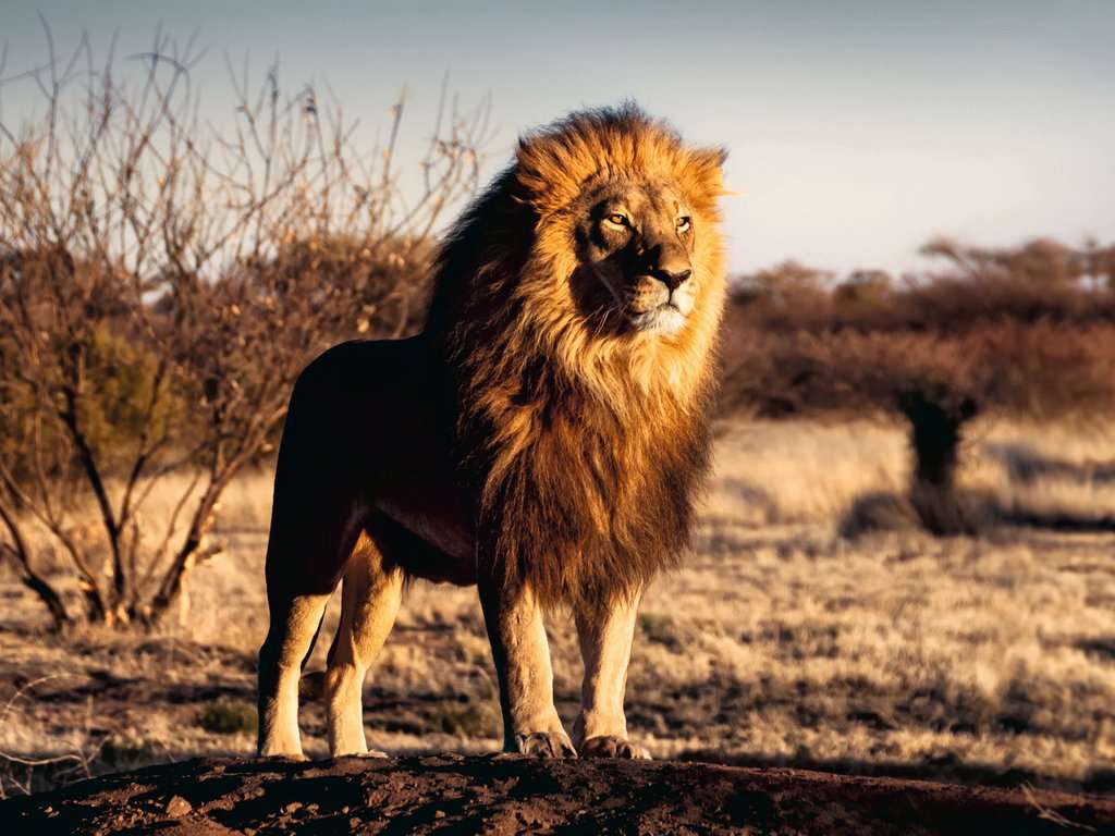 Puzzle 1500 Teile Der Löwe, Der König der Tiere 00.733 - Bild 2