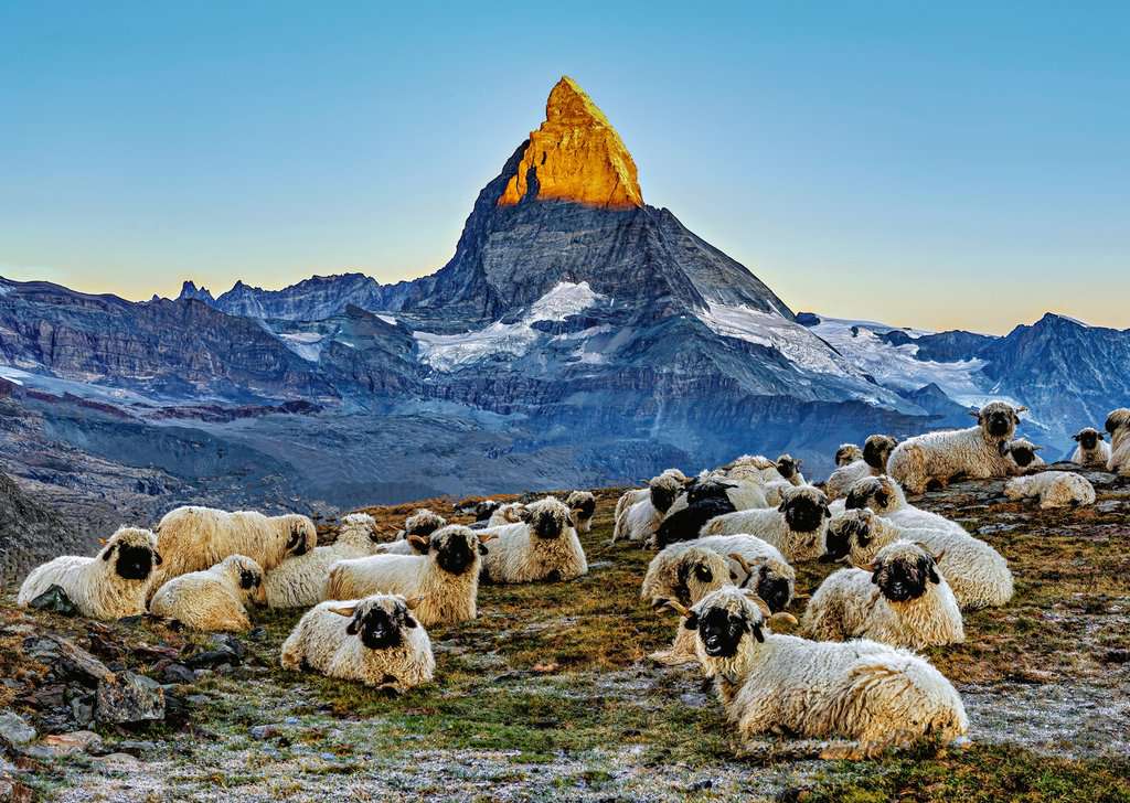 Puzzle 1000 Teile Beautiful Switzerland Meet the Sheep Zermatt 01.311 - Bild 2