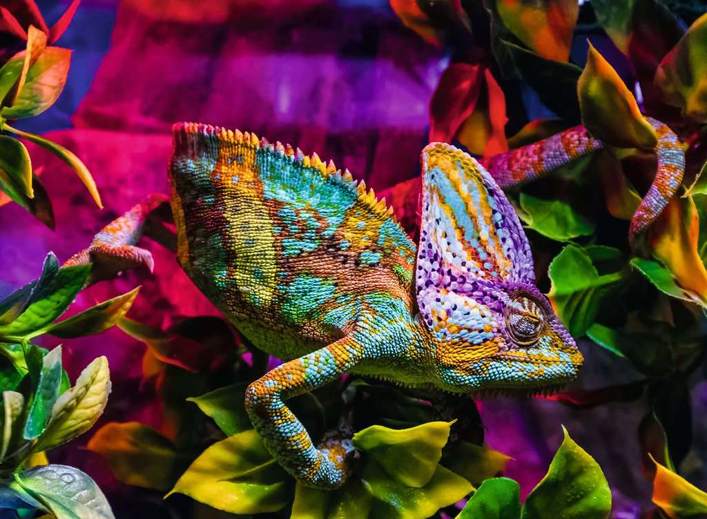Puzzle 500 Teile Chameleon 01.333 - Bild 2