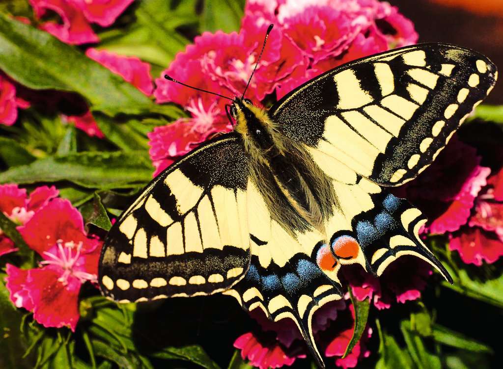 Puzzle 500 Teile Butterfly 01.335 - Bild 2