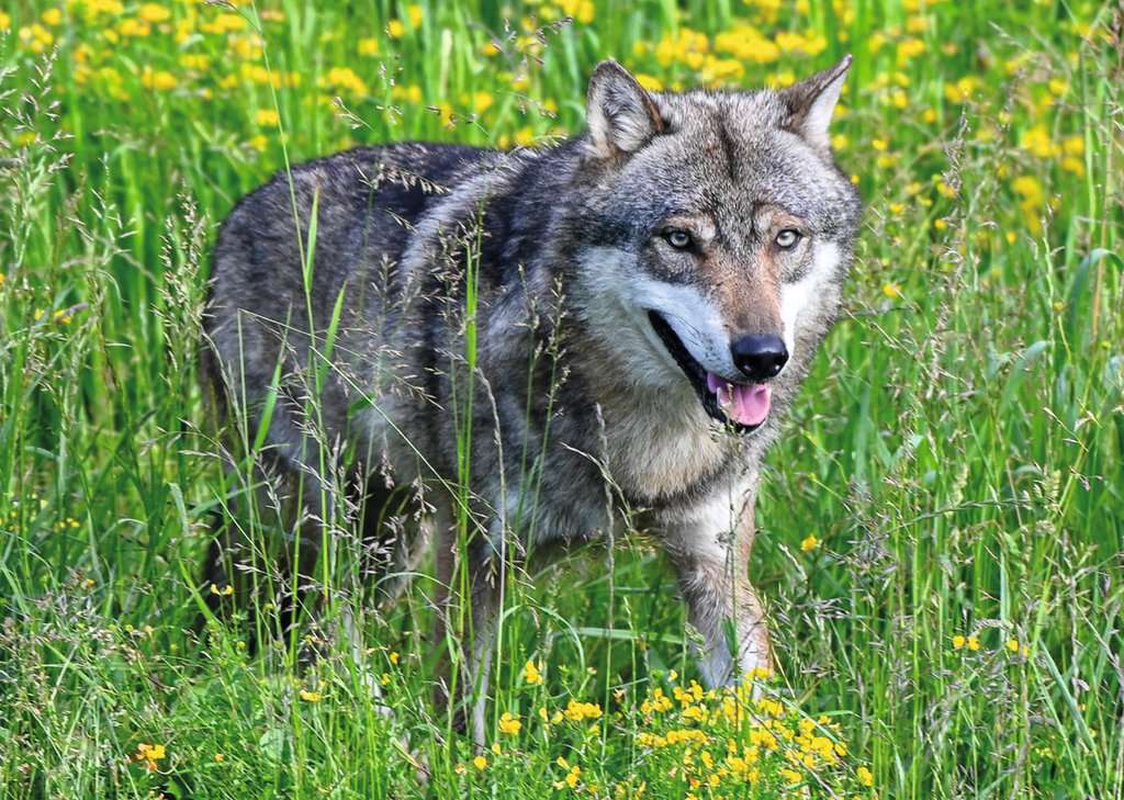 Puzzle 1000 Teile Beautiful Switzerland Wolf im Tierpark Goldau 01.606 - Bild 2
