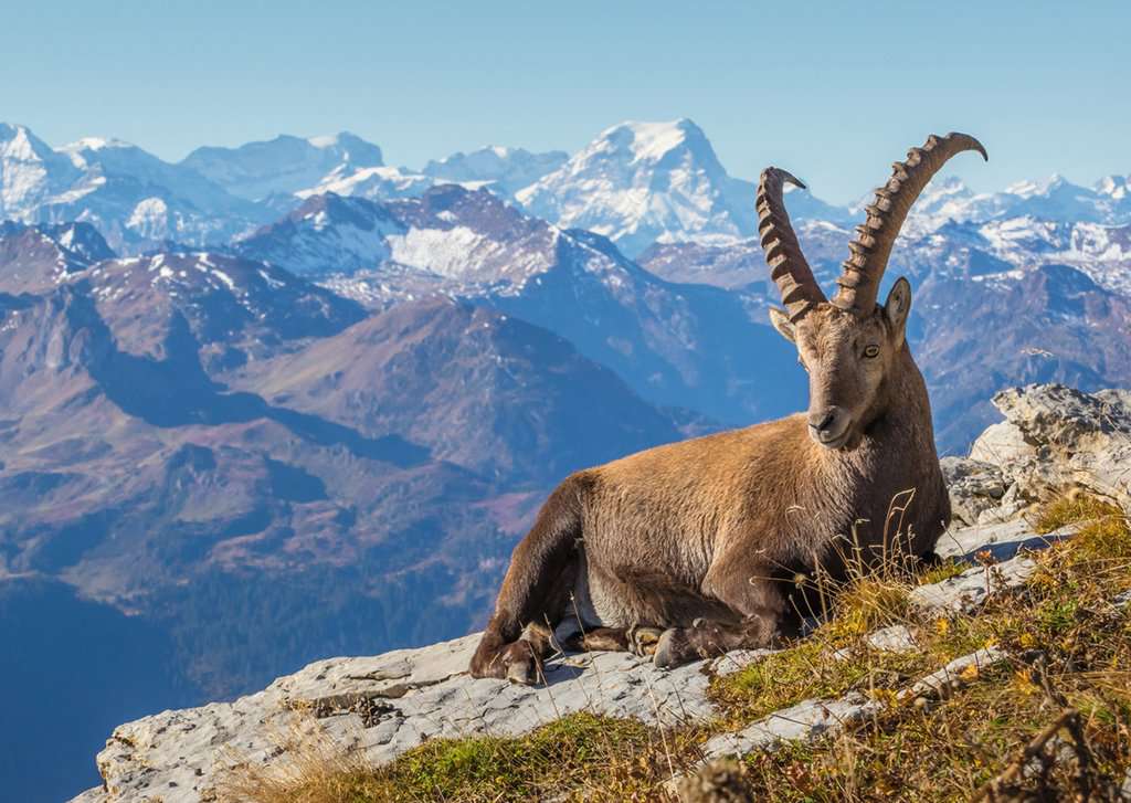 Puzzle 1000 Teile Beautiful Switzerland Steinbock im Toggenburg 01.607 - Bild 1