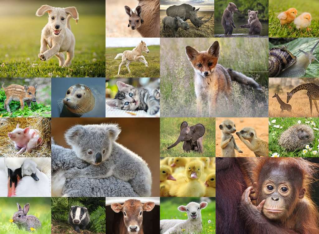 Puzzle 200 Teile Süsse Tierbabys 13.353 - Bild 2