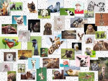 Puzzle 1500 Teile Funny Animals Collage 16.711 - Bild 2