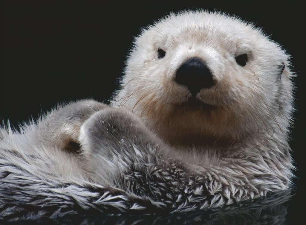 Puzzle 500 Teile Süsser kleiner Otter 00.235 - Bild 2