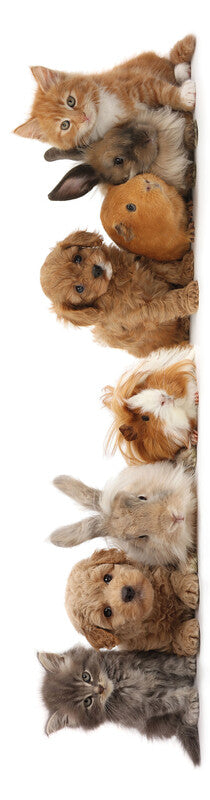 Lesezeichen Baby-Haustier Gang 3D - Bild 1
