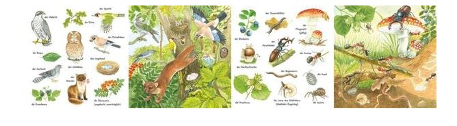 Mein kleines buntes Bildwörterbuch - im Wald - Bild 2