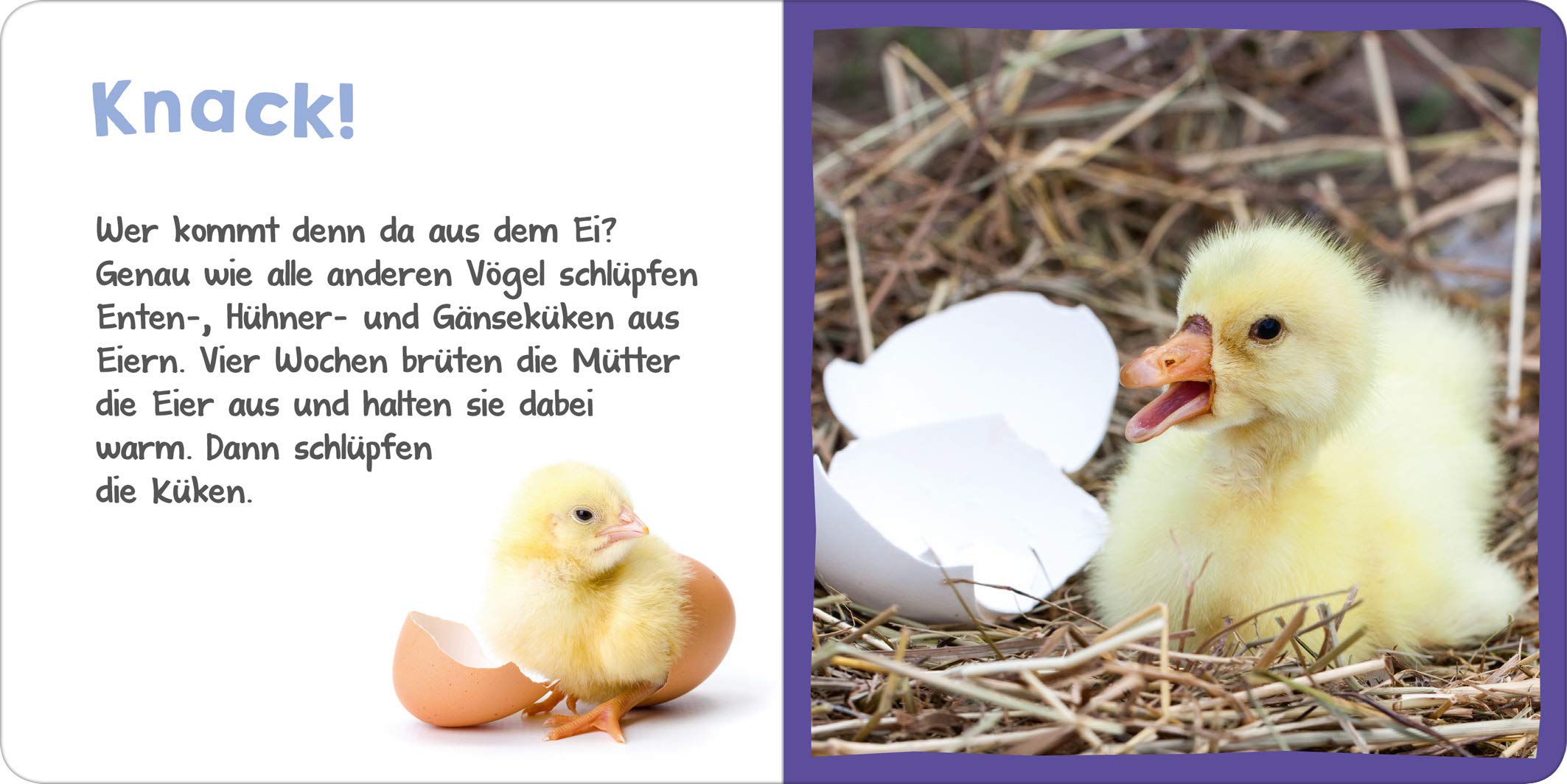 Hör mal rein! Mini : Das Küken - Bild 3