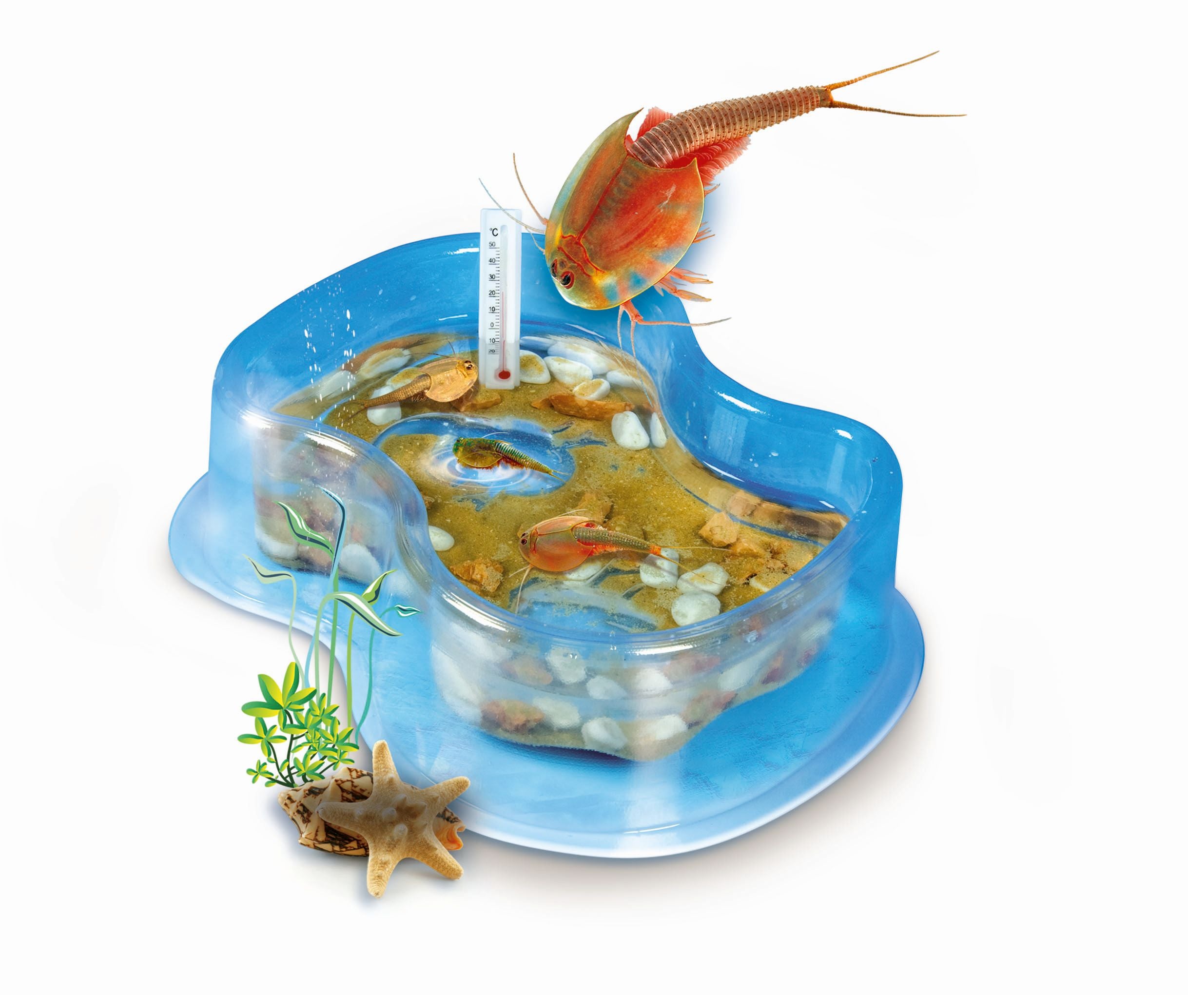 Galileo Original Triops Starter - Set - Bild 2