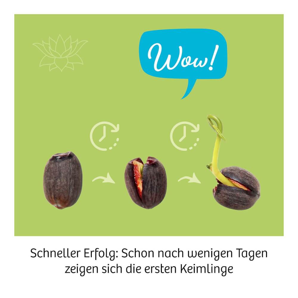 Kosmos Lotus - Blume - Bild 4