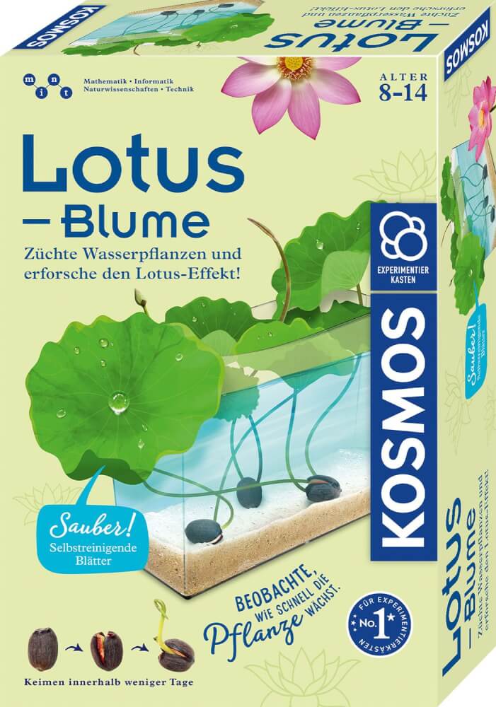 Kosmos Lotus - Blume - Bild 1