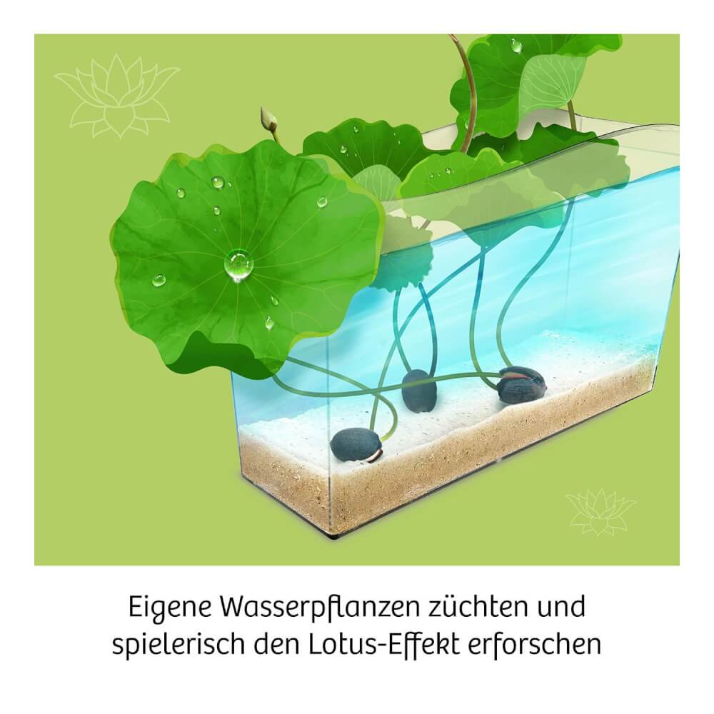 Kosmos Lotus - Blume - Bild 3