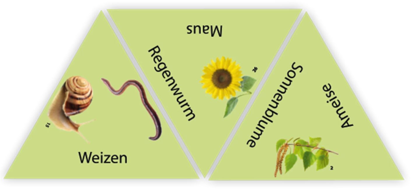 HABA Learning Star Natur - Bild 3