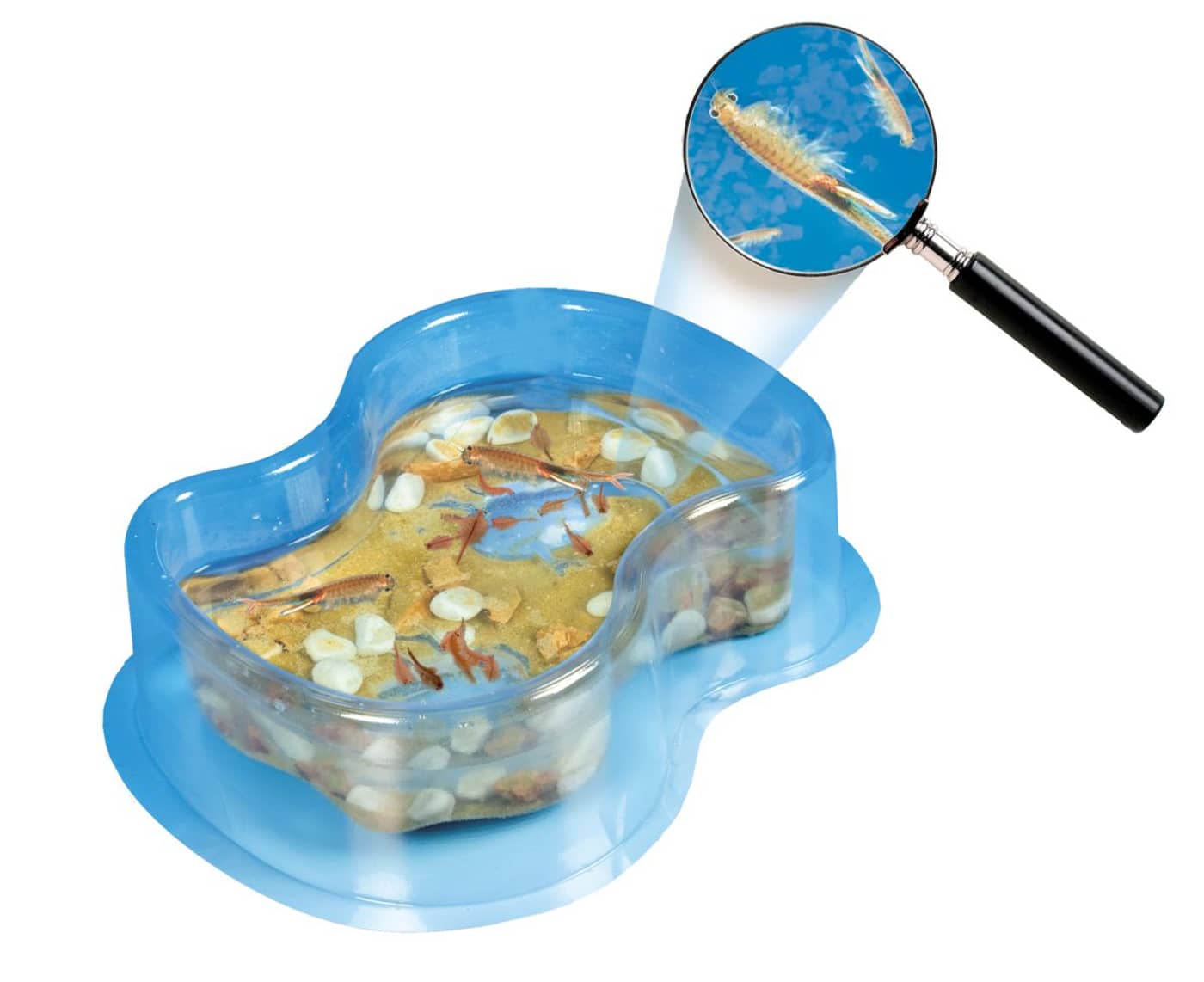 Clementoni Galileo - Original Salzkrebse - Bild 2