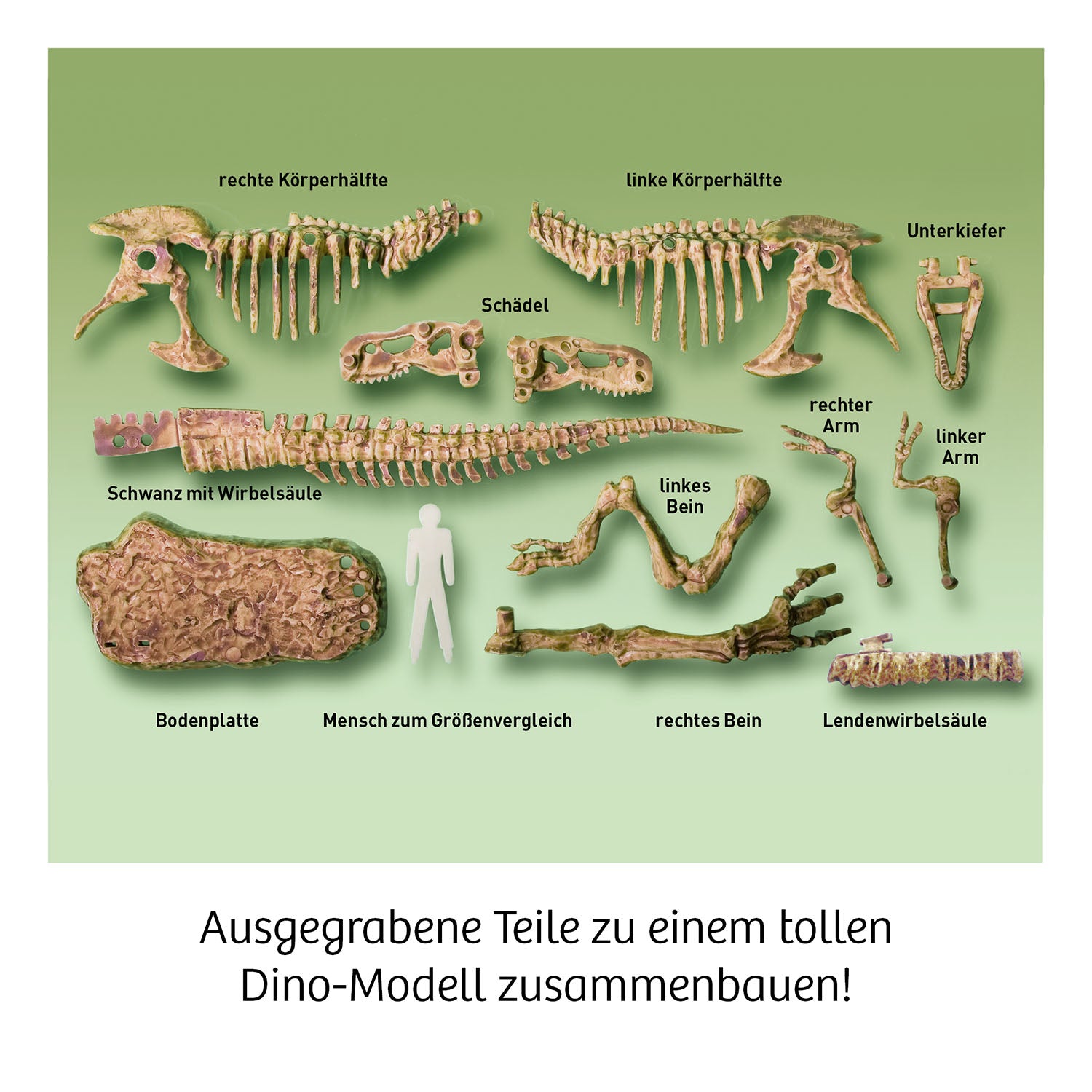 Mitbring Experimente T-REX 3D - Bild 4