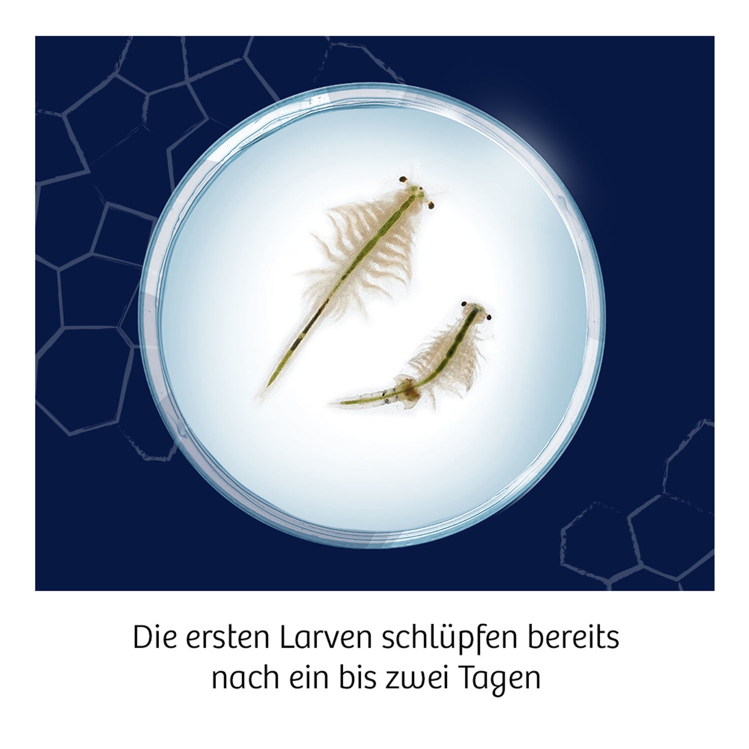 Fun Science Wuselnde Salzkrebse - Bild 3