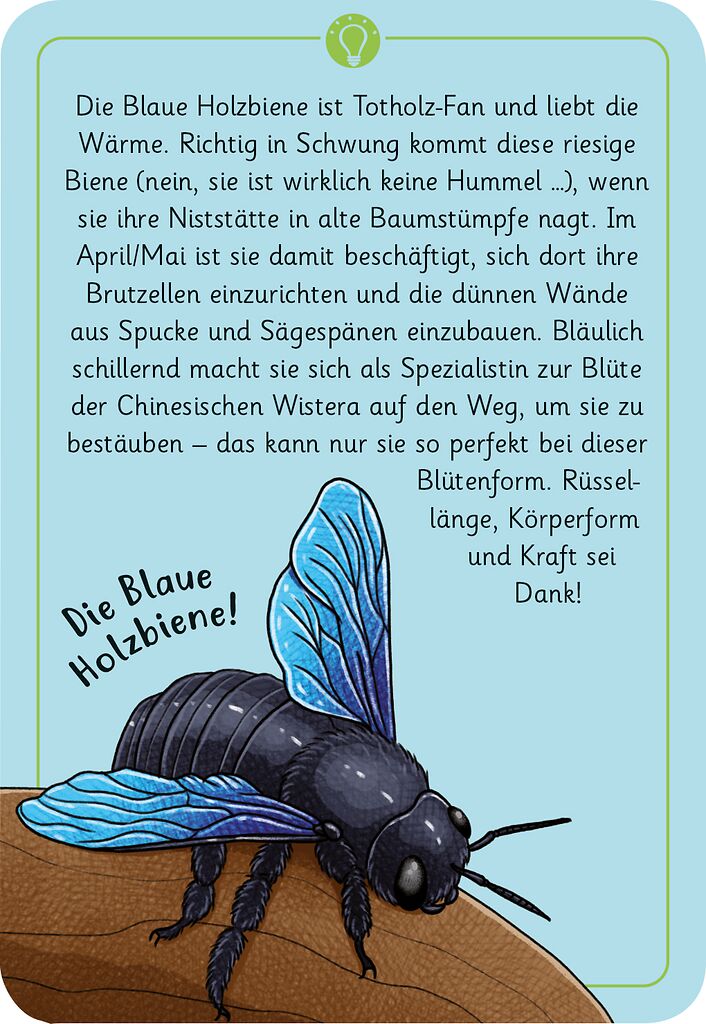50 Natur wundersame Tierrätsel Insekten - Bild 4