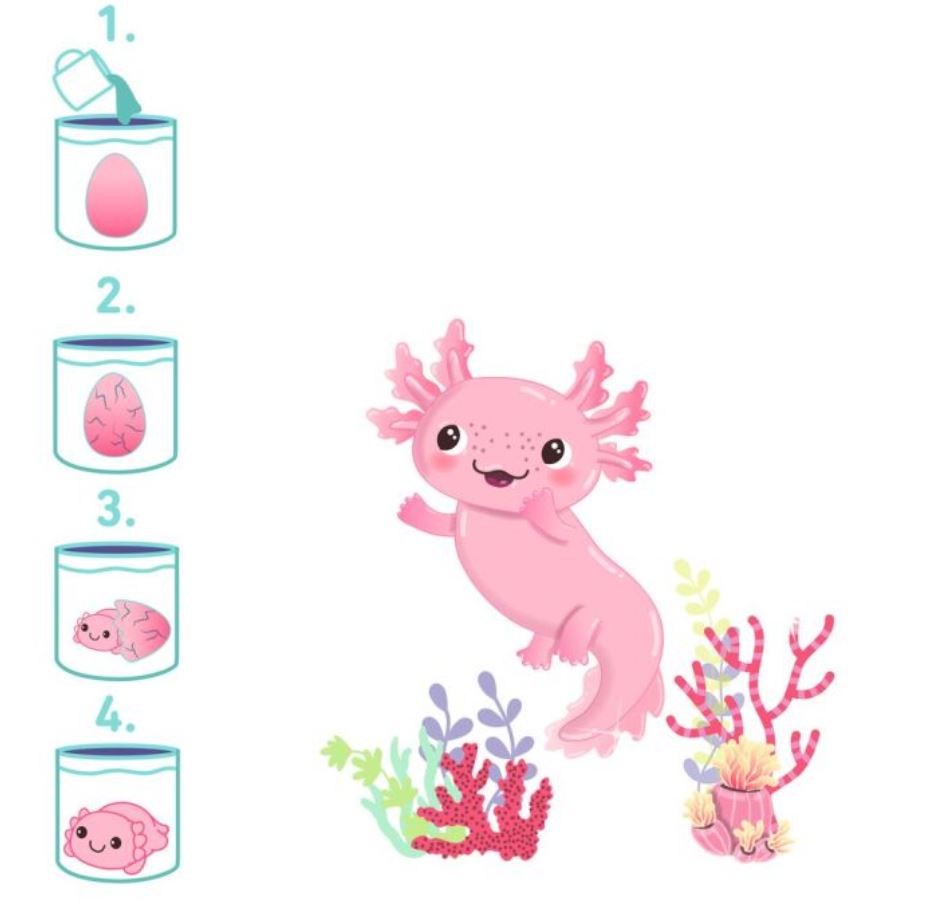 Ei wachsend mit Axolotl - Bild 4