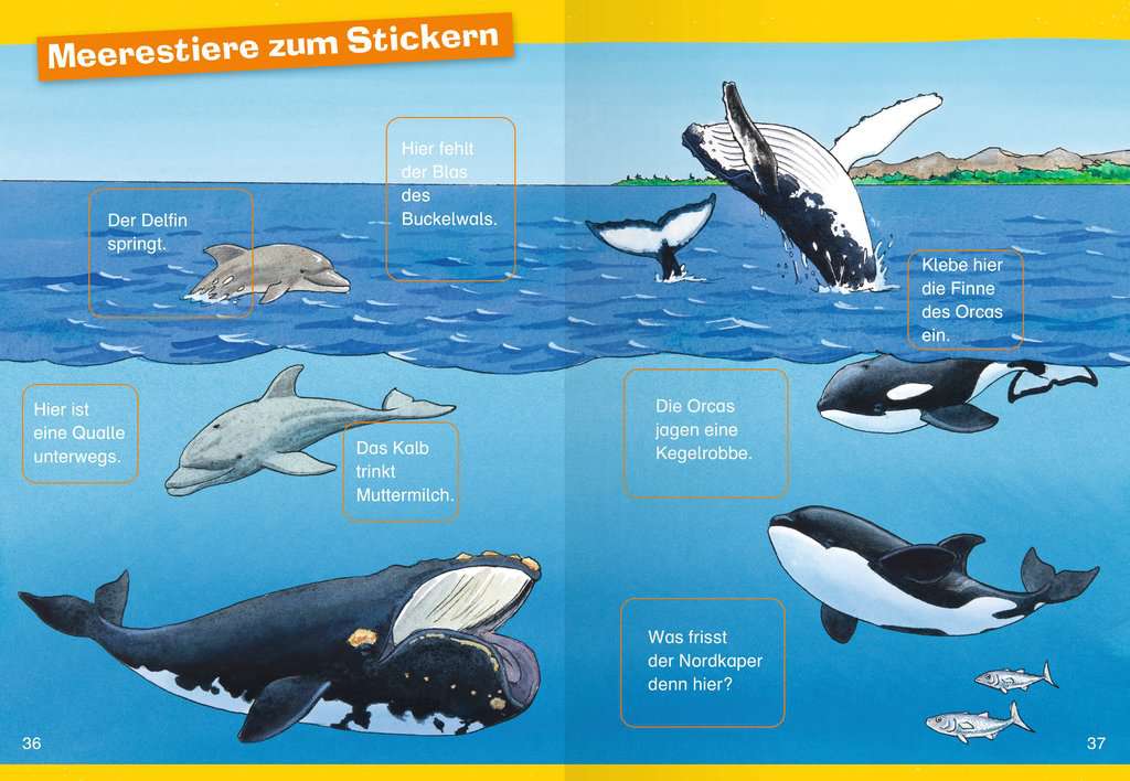 WWW Erstleser Band 3 - Wale und Delfine 60.002 - Bild 7