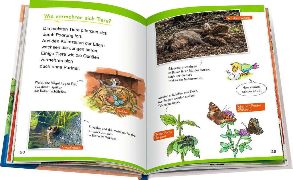 WWW Erstleser Band 10 - Natur - Bild 4