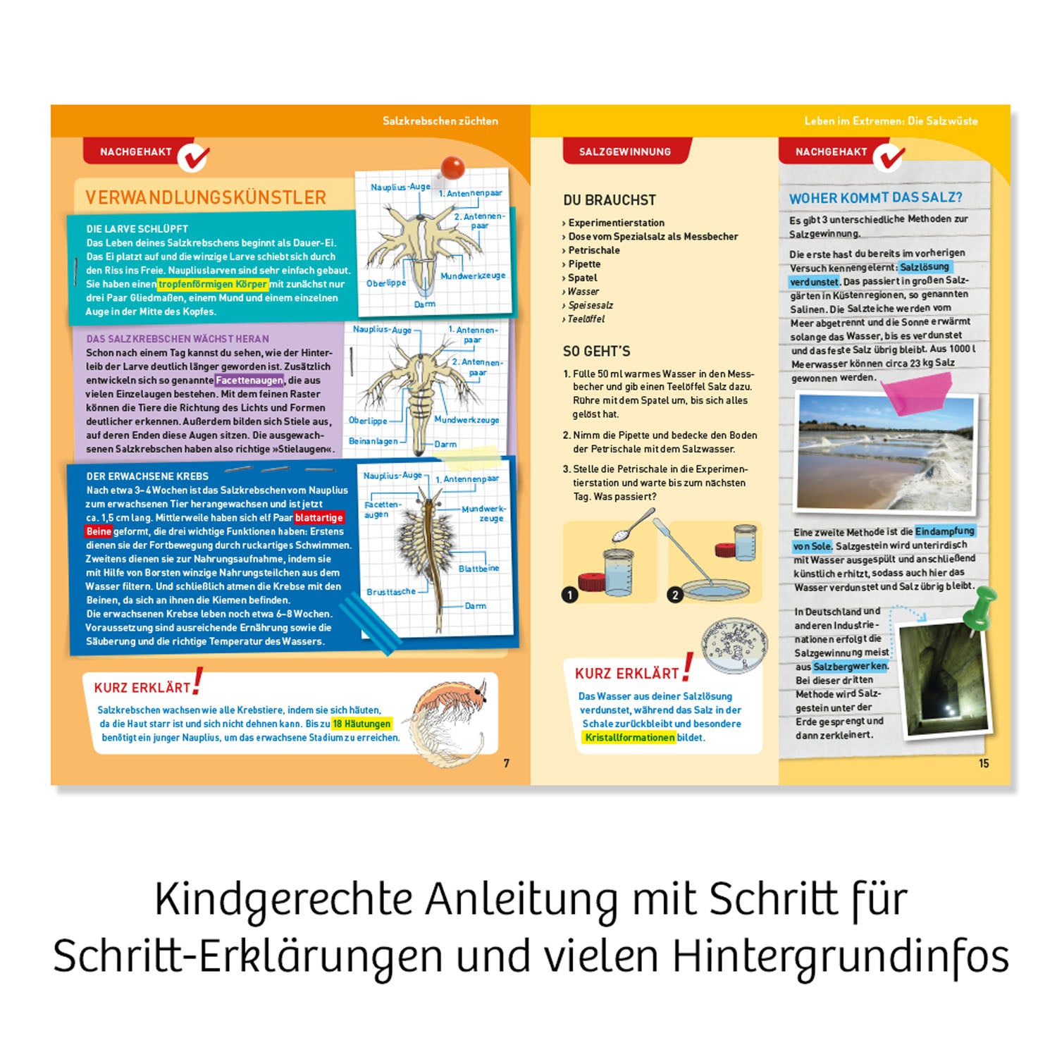 Kosmos Urzeit Salz - Krebse - Bild 4