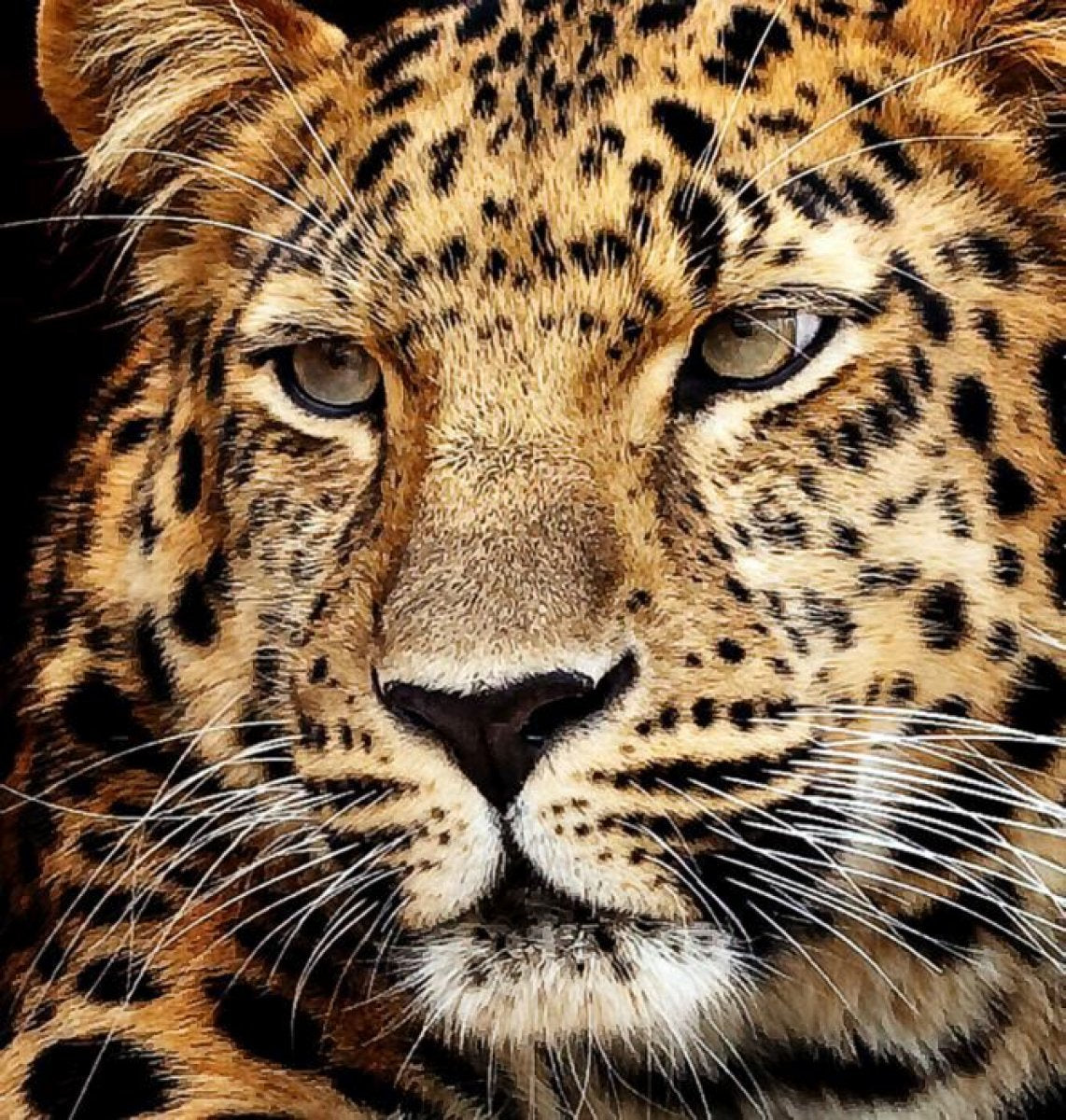 Diamond Painting Jaguar Kopf 40 x 30 cm - Bild 1