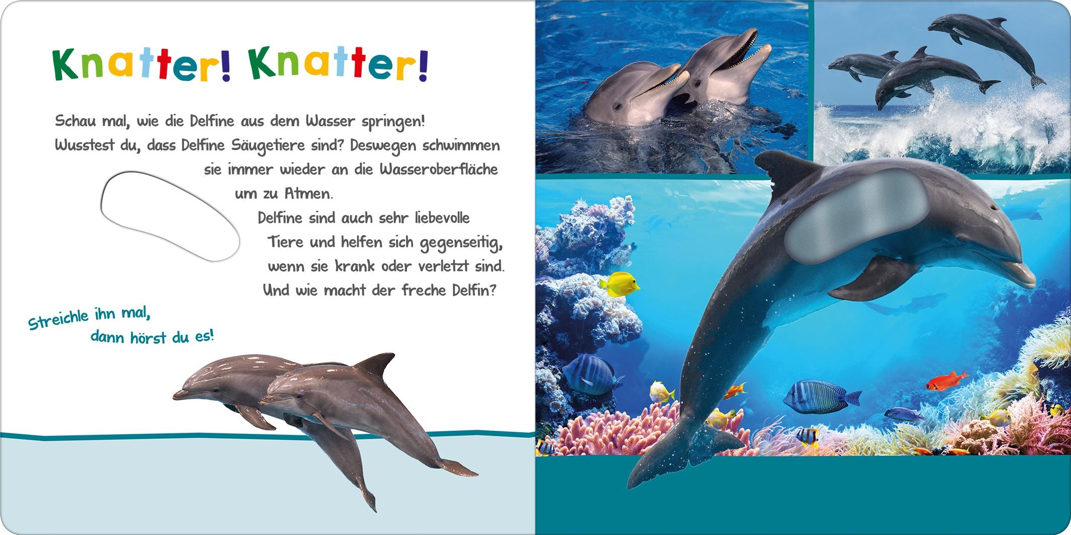 Hör mal rein, wer kann das sein?  Im Ozean - Bild 4