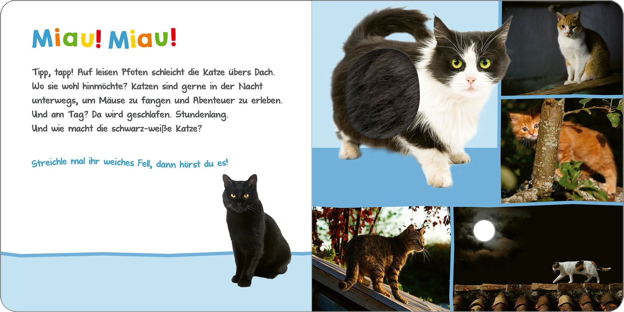 Hör mal rein: Tiere in der Nacht - Bild 2