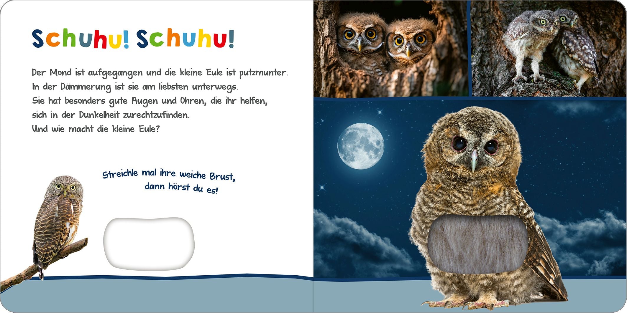 Hör mal rein: Tiere in der Nacht - Bild 3