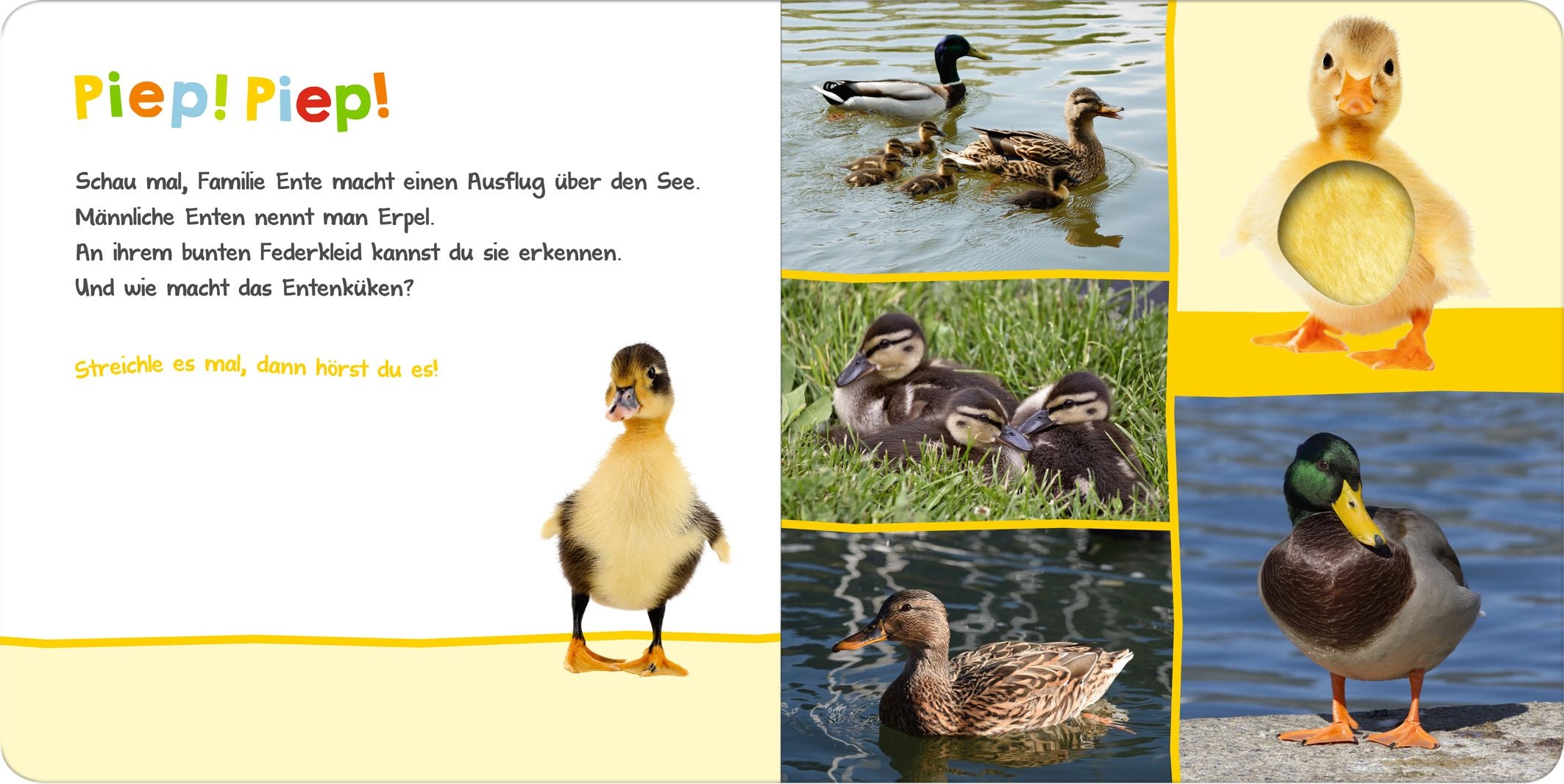 Hör mal rein, wer kann das sein?  In der Natur - Bild 2