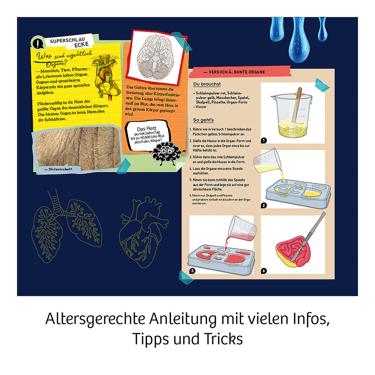 Kosmos Squishy Organs - Bild 4