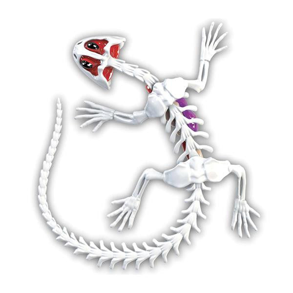 Slimy Lab Dissect-it Salamander - Bild 3