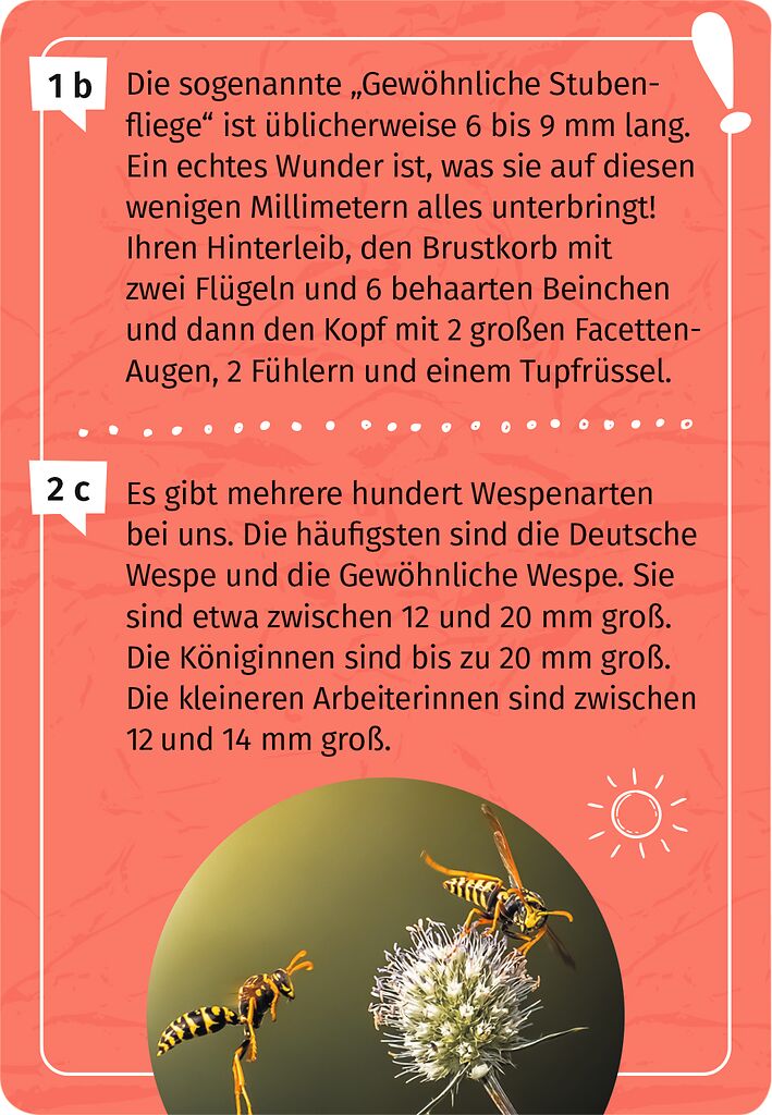 Expedition Natur : Mein Becherlupen Forscherquiz - Bild 2