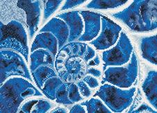 Diamond Painting Blaue Nautilus