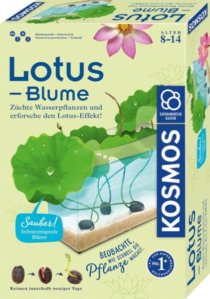 Kosmos Lotus - Blume